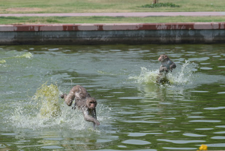 NEW DELHI, INDIA - MAY 12: Monkeys chill in a pond to brave the heat wave in the afternoon at Kartavya Path, on May 12, 2024 in New Delhi, India. (Photo by Vipin Kumar/Hindustan Times )のeditorial素材