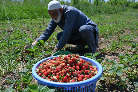SRINAGAR, INDIA - MAY 15: Farmers harvest strawberries at a farm in Gassu on May 15, 2024 on the outskirts of Srinagar, India. (Photo by Waseem Andrabi/Hindustan Times)のeditorial素材