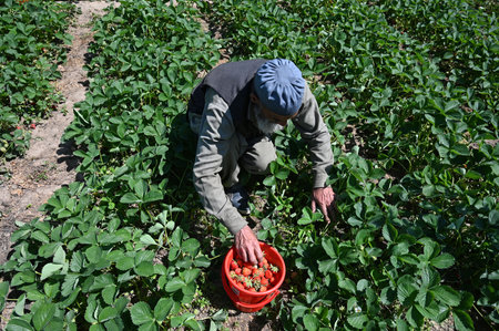 SRINAGAR, INDIA - MAY 15: Farmers harvest strawberries at a farm in Gassu on May 15, 2024 on the outskirts of Srinagar, India. (Photo by Waseem Andrabi/Hindustan Times)のeditorial素材
