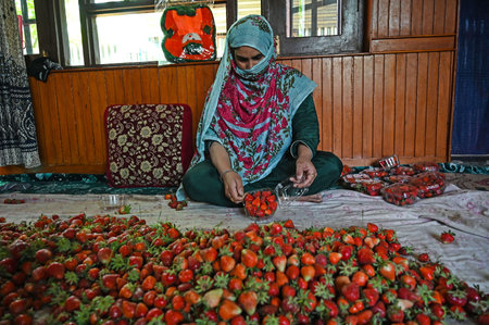 SRINAGAR, INDIA - MAY 15: Farmers pack the freshly harvested strawberries at a farm in Gassu on May 15, 2024 on the outskirts of Srinagar, India. (Photo by Waseem Andrabi/Hindustan Times)のeditorial素材
