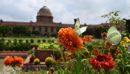 NEW DELHI, INDIA - AUGUST 13: A butterfly visits a flower at the Amrit Udyan, at Rashtrapati Bhavan on August 13, 2024 in New Delhi, India. Amrit Udyan will be open for the general public from August 16, 2024 to September 16, 2024 (except on Mondays) undeのeditorial素材