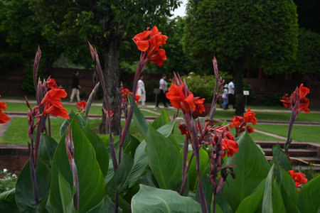 NEW DELHI, INDIA - AUGUST 13: Flowers in blooms visits a flower at the Amrit Udyan, at Rashtrapati Bhavan on August 13, 2024 in New Delhi, India. Amrit Udyan will be open for the general public from August 16, 2024 to September 16, 2024 (except on Mondaysのeditorial素材