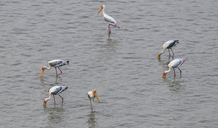 NEW DELHI INDIA SEPTEMBER 19 2024 A view of Painted Stork bird was spotted in Yamuna River on September 19 2024 in New Delhi India. Photo by Raj K Raj Hindustan Timesのeditorial素材