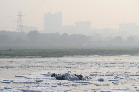 NEW DELHI, INDIA - OCTOBER 24: A view of cattle crossing the Yamuna River from inside the Yamuna ghat. which is covered with foam from the discharge of untreated industrial and domestic waste on October 24, 2024 in New Delhi, India. (Photo by Sunil Ghosh/のeditorial素材