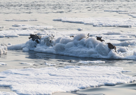 NEW DELHI, INDIA - OCTOBER 24: A view of cattle crossing the Yamuna River from inside the Yamuna ghat. which is covered with foam from the discharge of untreated industrial and domestic waste on October 24, 2024 in New Delhi, India. (Photo by Sunil Ghosh/のeditorial素材