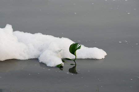 NEW DELHI, INDIA - OCTOBER 28: A view of Yamuna River which is covered with foam from the discharge of untreated industrial and domestic waste at Kalindi Kunj, on October 28, 2024 in New Delhi, India. (Photo by Sunil Ghosh/Hindustan Times)のeditorial素材