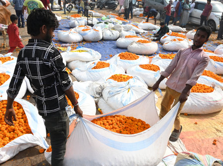 NEW DELHI INDIA OCTOBER 30 2024 People buying flowers at Retailers and wholesalers at Ghazipur flower Market with sacks and bundles of Marigold flowers for sale a day before Diwali on October 30 2024 in New Delhi India Photo by Sonu Mehta Hindustan Timesのeditorial素材