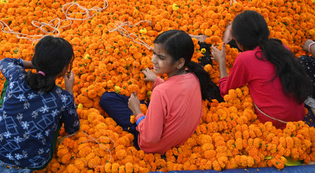 NEW DELHI INDIA OCTOBER 30 2024 People buying flowers at Retailers and wholesalers at Ghazipur flower Market with sacks and bundles of Marigold flowers for sale a day before Diwali on October 30 2024 in New Delhi India Photo by Sonu Mehta Hindustan Timesのeditorial素材