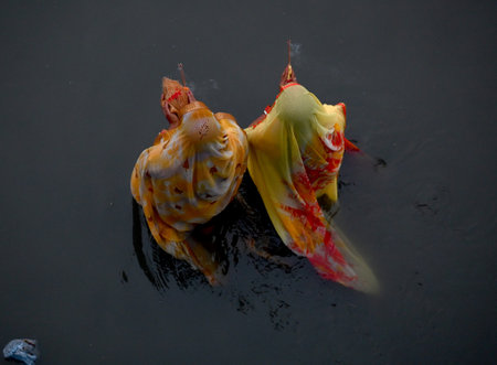 NOIDA INDIA NOVEMBER 8 2024 Devotees performing the rituals of offering Arghya to the rising sun in the Yamuna River on the fourth and last day of Chhath Puja A festival dedicated to Lord Surya Chhath Puja is celebrated with rich rituals over four days Roのeditorial素材