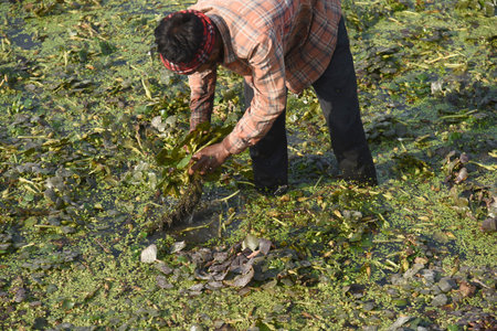 GHAZIABAD INDIA NOVEMBER 28 2024 Farmers harvesting the Water Chestnuts at Kudiyan Gadhi Dasna area on November 28 2024 in Ghaziabad India Photo by Sakib Ali Hindustan Timesのeditorial素材