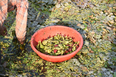 GHAZIABAD INDIA NOVEMBER 28 2024 Farmers harvesting the Water Chestnuts at Kudiyan Gadhi Dasna area on November 28 2024 in Ghaziabad India Photo by Sakib Ali Hindustan Timesのeditorial素材