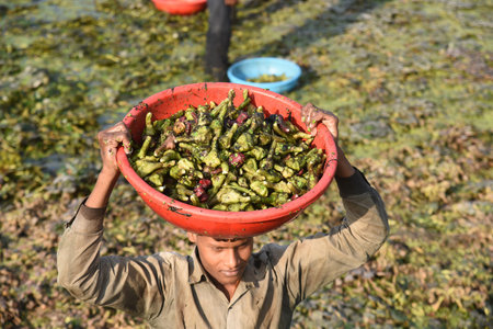 GHAZIABAD INDIA NOVEMBER 28 2024 Farmers harvesting the Water Chestnuts at Kudiyan Gadhi Dasna area on November 28 2024 in Ghaziabad India Photo by Sakib Ali Hindustan Timesのeditorial素材