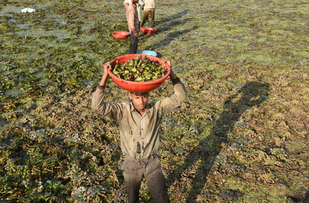 GHAZIABAD INDIA NOVEMBER 28 2024 Farmers harvesting the Water Chestnuts at Kudiyan Gadhi Dasna area on November 28 2024 in Ghaziabad India Photo by Sakib Ali Hindustan Timesのeditorial素材