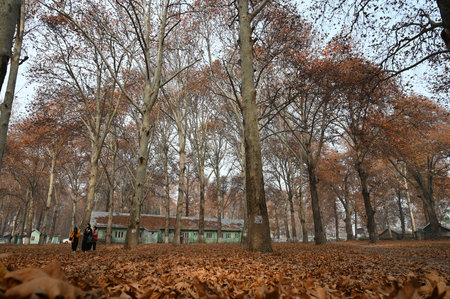SRINAGAR INDIA NOVEMBER 29 2024 The leaves of the Chinar turn red before shedding as trees undergoing autumnal colour change at Kashmir University on November 29 2024 in in Srinagar India The name Chinar is derived from a Persian word which means What a Fのeditorial素材