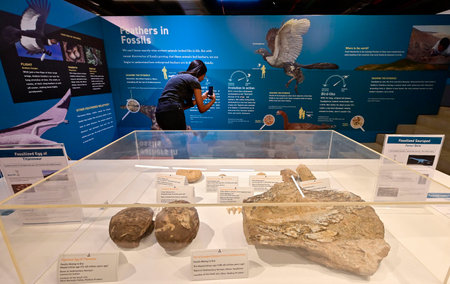 MUMBAI INDIA NOVEMBER 29 2024 Dinosaurs Among Us exibibition by American Museum of Natural History at Museum Of Solutions Worli on November 29 2024 in Mumbai India Photo by Anshuman Poyrekar Hindustan Timesのeditorial素材