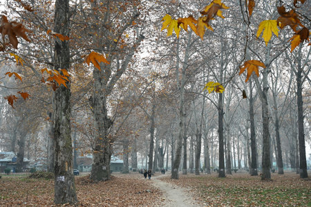 SRINAGAR INDIA NOVEMBER 29 2024 The leaves of the Chinar turn red before shedding as trees undergoing autumnal colour change at Kashmir University on November 29 2024 in in Srinagar India The name Chinar is derived from a Persian word which means What a Fのeditorial素材
