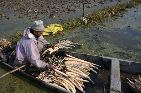SRINAGAR INDIA DECEMBER 10 2024 Farmers extract Lotus stems locally known as Nadur in the sub zero temperature from the water of Anchar Lake on December 10 2024 in the outskirts of Srinagar India Cold Wave Grips Kashmir as Srinagar Records Season Coldest のeditorial素材