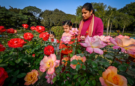 NEW DELHI INDIA DECEMBER 21 2024 A Family visits the All India Winter Rose Show organised by the New Delhi Municipal Council NDMC in association with The Rose Society of India at India Africa Friendship Rose Garden at Chanakyapuri on December 21 2024 in Nのeditorial素材