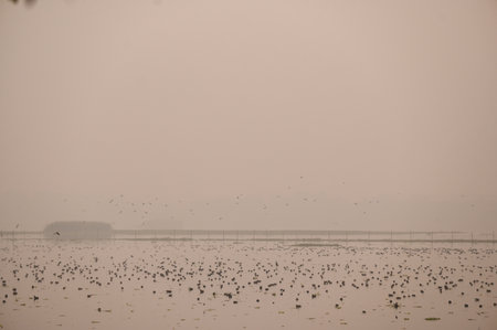 NOIDA, INDIA - DECEMBER 31: View of the last sunset of the year 2024 inside Okhla Bird Sanctuary, on December 31, 2024 in Noida, India. (Photo by Sunil Ghosh/Hindustan Times )のeditorial素材