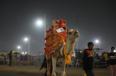 PRAYAGRAJ, INDIA - DECEMBER 30: Digital Kumbh- People offering camel and horse rides using UPI Payment this year in Digital Mahakumbh 2025 on December 30, 2024 in Prayagraj, India. The next Maha Kumbh Mela will take place in Prayagraj from January 13 to Fのeditorial素材