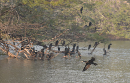 GURUGRAM, INDIA - JANUARY 5: Migratory and domestic birds seen at Sultanpur National Park on the occasion of National Bird Day at Farrukhnagar road near Sultanpur village, on January 5, 2025 in Gurugram, India. National Bird Day, celebrated on January 5 eのeditorial素材