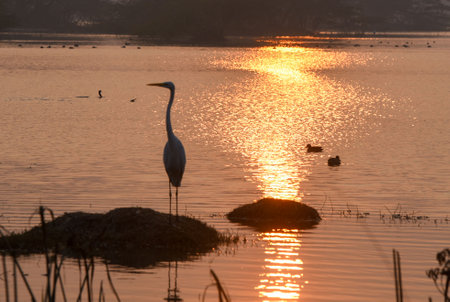 GURUGRAM, INDIA - JANUARY 5: Migratory and domestic birds seen at Sultanpur National Park on the occasion of National Bird Day at Farrukhnagar road near Sultanpur village, on January 5, 2025 in Gurugram, India. National Bird Day, celebrated on January 5 eのeditorial素材