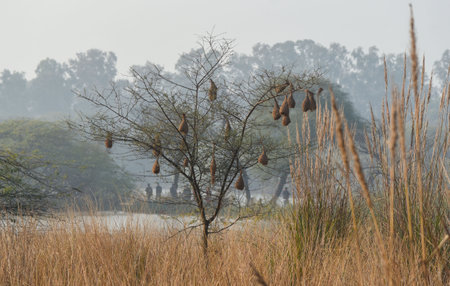 GURUGRAM, INDIA - JANUARY 5: Migratory and domestic birds seen at Sultanpur National Park on the occasion of National Bird Day at Farrukhnagar road near Sultanpur village, on January 5, 2025 in Gurugram, India. National Bird Day, celebrated on January 5 eのeditorial素材