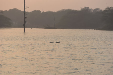 GURUGRAM, INDIA - JANUARY 5: Migratory and domestic birds seen at Sultanpur National Park on the occasion of National Bird Day at Farrukhnagar road near Sultanpur village, on January 5, 2025 in Gurugram, India. National Bird Day, celebrated on January 5 eのeditorial素材