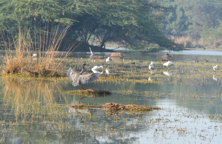 GURUGRAM, INDIA - JANUARY 5: Bird lovers arrive at Sultanpur National Park to watch the bird on the occasion of National Bird Day at Farrukhnagar road near Sultanpur village, on January 5, 2025 in Gurugram, India. National Bird Day, celebrated on January のeditorial素材