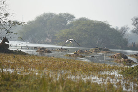 GURUGRAM, INDIA - JANUARY 5: Migratory and domestic birds seen at Sultanpur National Park on the occasion of National Bird Day at Farrukhnagar road near Sultanpur village, on January 5, 2025 in Gurugram, India. National Bird Day, celebrated on January 5 eのeditorial素材