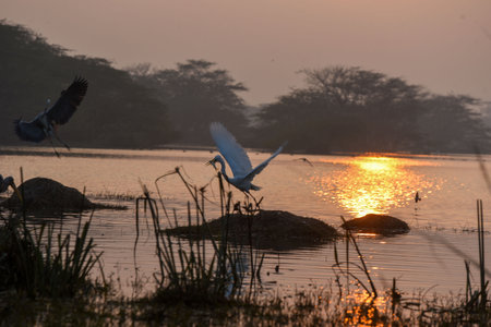 GURUGRAM, INDIA - JANUARY 5: Migratory and domestic birds seen at Sultanpur National Park on the occasion of National Bird Day at Farrukhnagar road near Sultanpur village, on January 5, 2025 in Gurugram, India. National Bird Day, celebrated on January 5 eのeditorial素材