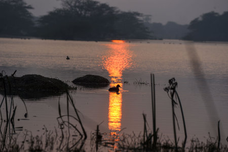 GURUGRAM, INDIA - JANUARY 5: Migratory and domestic birds seen at Sultanpur National Park on the occasion of National Bird Day at Farrukhnagar road near Sultanpur village, on January 5, 2025 in Gurugram, India. National Bird Day, celebrated on January 5 eのeditorial素材