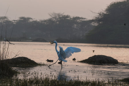 GURUGRAM, INDIA - JANUARY 5: Migratory and domestic birds seen at Sultanpur National Park on the occasion of National Bird Day at Farrukhnagar road near Sultanpur village, on January 5, 2025 in Gurugram, India. National Bird Day, celebrated on January 5 eのeditorial素材