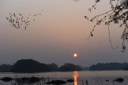 GURUGRAM, INDIA - JANUARY 5: Migratory and domestic birds seen at Sultanpur National Park on the occasion of National Bird Day at Farrukhnagar road near Sultanpur village, on January 5, 2025 in Gurugram, India. National Bird Day, celebrated on January 5 eのeditorial素材