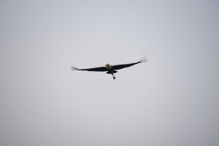 GURUGRAM, INDIA - JANUARY 5: Migratory and domestic birds seen at Sultanpur National Park on the occasion of National Bird Day at Farrukhnagar road near Sultanpur village, on January 5, 2025 in Gurugram, India. National Bird Day, celebrated on January 5 eのeditorial素材