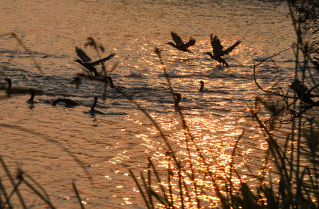 GURUGRAM, INDIA - JANUARY 5: Migratory and domestic birds seen at Sultanpur National Park on the occasion of National Bird Day at Farrukhnagar road near Sultanpur village, on January 5, 2025 in Gurugram, India. National Bird Day, celebrated on January 5 eのeditorial素材