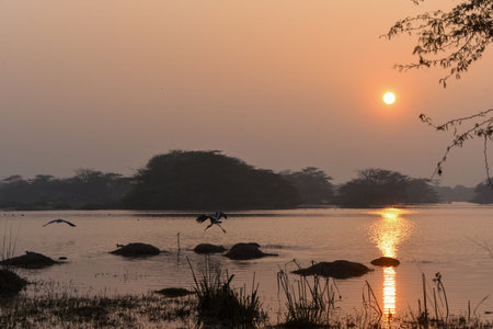 GURUGRAM, INDIA - JANUARY 5: Migratory and domestic birds seen at Sultanpur National Park on the occasion of National Bird Day at Farrukhnagar road near Sultanpur village, on January 5, 2025 in Gurugram, India. National Bird Day, celebrated on January 5 eのeditorial素材