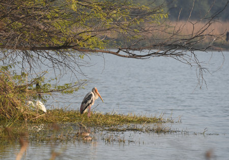 GURUGRAM, INDIA - JANUARY 5: Migratory and domestic birds seen at Sultanpur National Park on the occasion of National Bird Day at Farrukhnagar road near Sultanpur village, on January 5, 2025 in Gurugram, India. National Bird Day, celebrated on January 5 eのeditorial素材