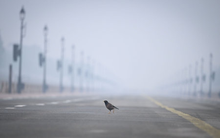 NEW DELHI, INDIA - JANUARY 12: People seen out on a cold morning at Kartavyapath on January 12, 2025 in New Delhi, India. North India is reeling under cold weather with temperatures plummeting across several states. As per IMD, the minimum temperature in のeditorial素材