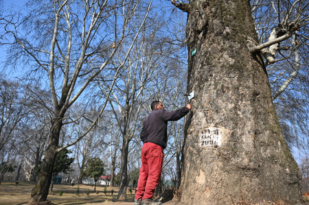 SRINAGAR INDIA JANUARY 23 2025 A worker installs a QR code based GIS plate a geo tagging process on a Chinar tree as part of the tree conservation at Nishat Bagh on January 23 2025 in Srinagar India Symbol of Kashmirâs natural heritage chinar trees to bのeditorial素材