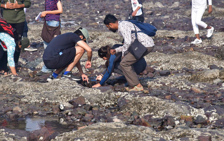 MUMBAI INDIA JANUARY 27 2025 Participants of Intertidal bioblitz at beach near Haji Ali on January 27 2025 in Mumbai India The Coastal Conservation Foundation CCF and the East Coast Conservation Team ECCT are jointly conducting the Intertidal Bioblitz a wのeditorial素材