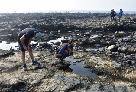 MUMBAI INDIA JANUARY 27 2025 Participants of Intertidal bioblitz at beach near Haji Ali on January 27 2025 in Mumbai India The Coastal Conservation Foundation CCF and the East Coast Conservation Team ECCT are jointly conducting the Intertidal Bioblitz a wのeditorial素材