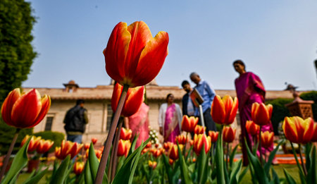 NEW DELHI INDIA JANUARY 31 2025 Tulip Flowers in full bloom during the media preview of Amrit Udyan at Rashtrapati Bhawan on January 31 2025 in New Delhi India The Amrit Udyan Utsav 2025 formerly known as the Mughal Gardens is set to open its gates to theのeditorial素材