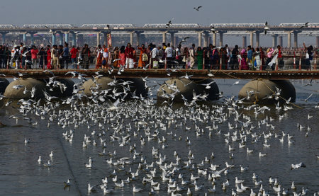 PRAYAGRAJ, INDIA - FEBRUARY 1: Siberian birds are flying over the pontoon bridge during Mahakumbh on February 1, 2025 in Prayagraj, India. (Photo by Deepak Gupta/Hindustan Times )のeditorial素材