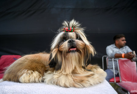 NOIDA, INDIA - FEBRUARY 9: Dogs of different breeds participated in the dog competition during a Pet...