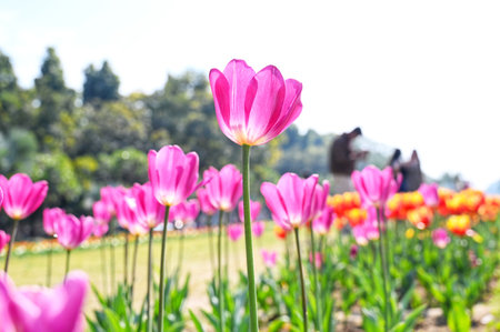 NEW DELHI, INDIA - FEBRUARY 9: Delhiites enjoy a sunny afternoon in the company of Full bloom Tulips at Shanti Path, on February 9, 2025 in New Delhi, India. (Photo by Vipin Kumar/Hindustan Times )のeditorial素材