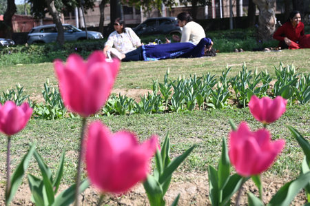 NEW DELHI, INDIA - FEBRUARY 9: Delhiites enjoy a sunny afternoon in the company of Full bloom Tulips at Shanti Path, on February 9, 2025 in New Delhi, India. (Photo by Vipin Kumar/Hindustan Times )のeditorial素材