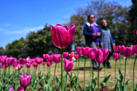 NEW DELHI, INDIA - FEBRUARY 9: Delhiites enjoy a sunny afternoon in the company of Full bloom Tulips at Shanti Path, on February 9, 2025 in New Delhi, India. (Photo by Vipin Kumar/Hindustan Times )のeditorial素材
