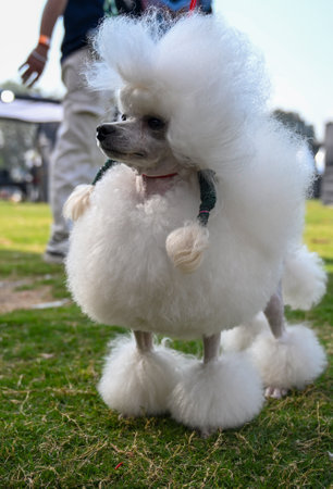 NOIDA, INDIA - FEBRUARY 9: Dogs of different breeds participated in the dog competition during a Pet Roll Carnival 2025  organized by the authority at Shivalik Park, Sector 33, on February 9, 2025 in Noida, India. The event is aimed at offering a unique oのeditorial素材