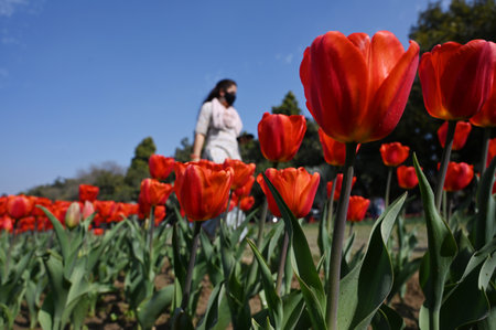 NEW DELHI, INDIA - FEBRUARY 9: Delhiites enjoy a sunny afternoon in the company of Full bloom Tulips at Shanti Path, on February 9, 2025 in New Delhi, India. (Photo by Vipin Kumar/Hindustan Times )のeditorial素材